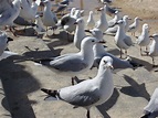 seagull flock-3281 | Stockarch Free Stock Photo Archive