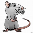 Rat Cartoon Drawing in 4 Steps With Photoshop | Cartoon drawings ...