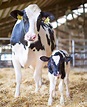 holstein cow calf | Cute cows, Cow photos, Cow calf