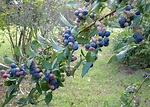 Blueberry é cultivado com sucesso no Cerrado brasileiro | Estadão MT