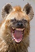 What's so funny? Photographers' hilarious collection of animals ...