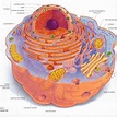 Animal eukaryotic cell structure