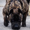 Cane Corso Dog Breed Info: Pictures, Characteristics & Facts