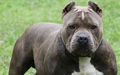 Pitbull Dogs Wallpapers (45+ images)
