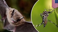 Bats vs. Zika mosquitoes: Miami Beach builds bat houses to eradicate ...