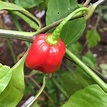 Red Savina Habanero Pepper Seeds | Tyler Farms
