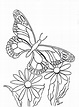 Printable Butterfly And Flower Coloring Pages - Best Coloring Pages ...
