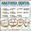 Estruturas Anatomicas Exclusivas Dos Dentes Anteriores - Detalhes ...