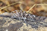 Objetivo: Naturaleza Viva: Araña lobo o tarántula ibérica (Lycosa ...