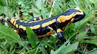 ⇒ Salamandras | ¿Cuáles son sus principales características?