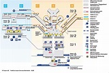 Frankfurt Airport (FRA) first timers guide: Learn your way around!