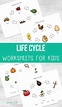 life cycle worksheet
