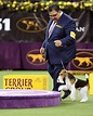 The 2019 Westminster Dog Show Best in Show Winner Is King the Wire Fox ...