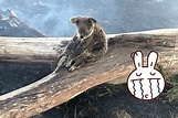 澳洲森林野火 無尾熊媽媽「以身擋火」緊護幼熊逼哭千人 | 國際 | NOWnews 今日新聞