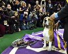 Westminster Dog Show 2019: Best in Show Judge Dishes on What Dogs Have ...