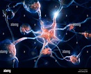 Network of neurons and neural connections, Brain cells, scientific ...