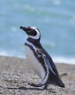 Magellanic Penguins - Penguin Pedia