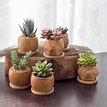 Pequeñas macetas decorativas para pequeñas plantas suculentas