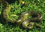 Green Anaconda Facts and Pictures | Reptile Fact