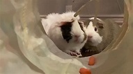 Guinea pig Nation action movie trailer - YouTube