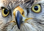 Free stock photo of bird, eyes, close-up view