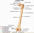 Linea Aspera of Femur - Location, Anatomy, Function, Types