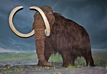 File:Woolly Mammoth-RBC.jpg - Wikimedia Commons
