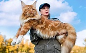 Maine Coon la raza de gatos más grande del mundo, ¡es gigante!