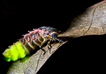 Female Glow Worms With the Brightest Gleam Make the Best Mates | Animal ...