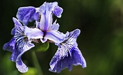 Deutsche Schwertlilie (Iris germanica) - Heimische-Wildpflanzen.de