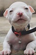 Cute baby pitbull : aww