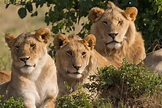 File:Lions Family Portrait Masai Mara.jpg - Wikimedia Commons