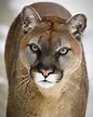 Cougar - Cougar Mountain Zoo
