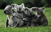 Koala | Animal Basic Facts Sheet & Pictures | The Wildlife