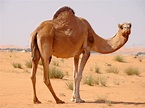 Camel | Facts and Nice Photos-Images | The Wildlife