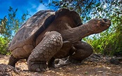 Impresionantes tortugas gigantes de las islas Galápagos | La Verdad ...