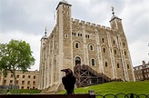 The Ravens of The Tower of London | Amusing Planet