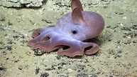 Octopus Facts, the Adorable Dumbo, and Two-Spot Species - Owlcation