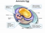 Labelled Diagram Of An Amniotic Egg Labeled Diagram | Sexiz Pix
