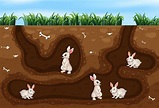 Rabbit Family Living in the Hole 417926 Vector Art at Vecteezy