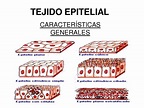 Tejido epitelial | Funciones y clasificación| | Biologia general
