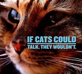 Cat Quotes: 25 Sayings Only Cat Lovers will Understand: