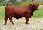 Red Angus - GENEX domina ranking de registros - Assessoria Animal