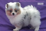 Tri Merle: Pomeranian puppy for sale near South Florida, Florida ...