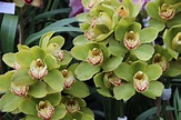 🌺 [Orquídea verde | Significado, cuidados y fotos] 👉 [La guía más ...
