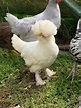 White Sultan Chickens : Baby Chicks for Sale | Cackle Hatchery®