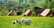 Urlaub am Bauernhof – Miniponyhof Wild, Urlaub am Bauernhof in ...