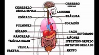 Órganos del Cuerpo Humano | Cursos Online Web