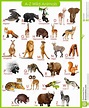 chart of a to z animals stock vector image | Animal pictures for kids ...
