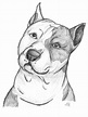 Pitbull Sketch Drawing at PaintingValley.com | Explore collection of ...